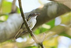 Pearly-vented Tody-Tyrant